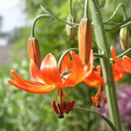 LILIUM PUMILUM seed image