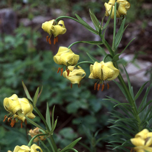 LILIUM PYRENAICUM seed image