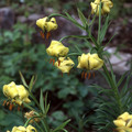 LILIUM PYRENAICUM seed image