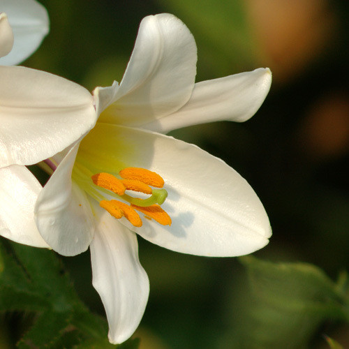 LILIUM REGALE ALBUM seed image
