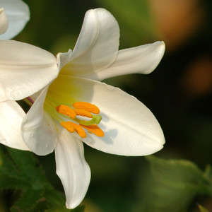 Lilium Regale Album Seeds (12 seeds) (White Regal Lily) - Plant World Seeds