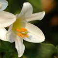 LILIUM REGALE ALBUM seed image