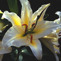 LILIUM SPECIES MIX seed image