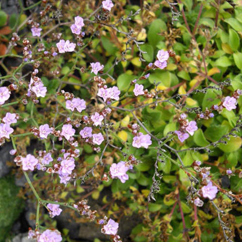 LIMONIUM BELLIDIFOLIUM seed image
