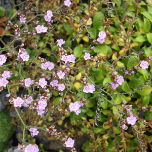 LIMONIUM BELLIDIFOLIUM seed image