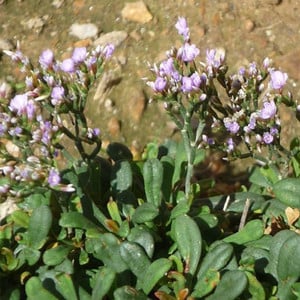 LIMONIUM GOUGETIANUM seed image