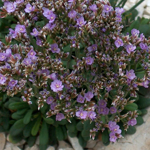 LIMONIUM MINUTUM seed image