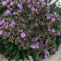 LIMONIUM MINUTUM seed image