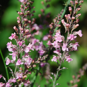LINARIA PURPUREA ROSEA 'CANON WENT' seed image