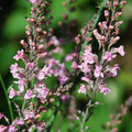 LINARIA PURPUREA ROSEA 'CANON WENT' seed image