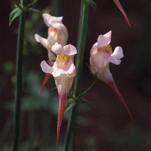 LINARIA TRIORNITHOPHORA 'PINK BUDGIES' seed image