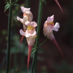 LINARIA TRIORNITHOPHORA 'PINK BUDGIES' seed image