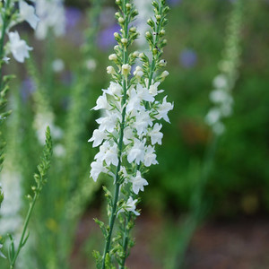 LINARIA PURPUREA BROWN'S WHITE seed image