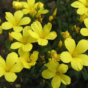 LINUM DOLOMITICUM seed image