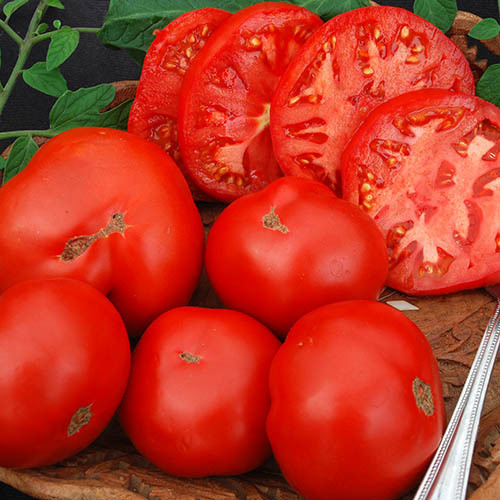 TOMATO LIVINGSTON'S DWARF STONE seed image