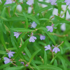 LOBELIA ANCEPS seed image