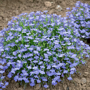 LOBELIA ERINUS 'CAMBRIDGE BLUE' seed image