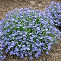 LOBELIA ERINUS 'CAMBRIDGE BLUE' seed image