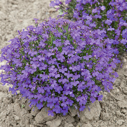 LOBELIA ERINUS 'CRYSTAL PALACE' seed image