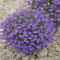 LOBELIA ERINUS 'CRYSTAL PALACE' seed image