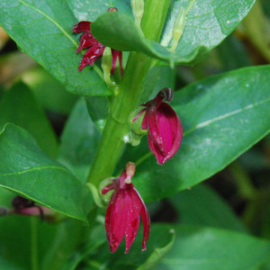 LOBELIA POLYPHYLLA seed image