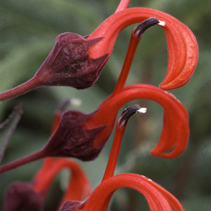 LOBELIA TUPA seed image