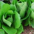 LETTUCE LOBJOITS GREEN seed image