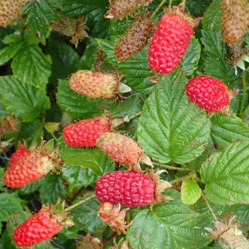 LOGANBERRY seed image