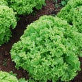 LETTUCE LOLLO BIONDA seed image
