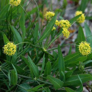 LOMATIUM NUDICAULE seed image