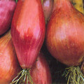 ONION LONG RED FLORENCE seed image