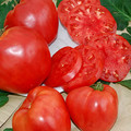 TOMATO LUDMILLA'S PINK HEART seed image