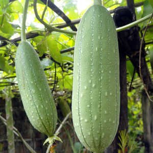 LUFFA AEGYPTIACA seed image