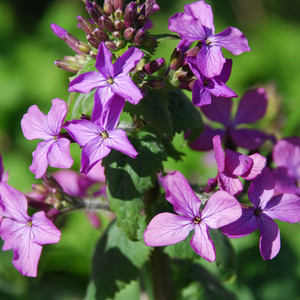 LUNARIA ANNUA seed image