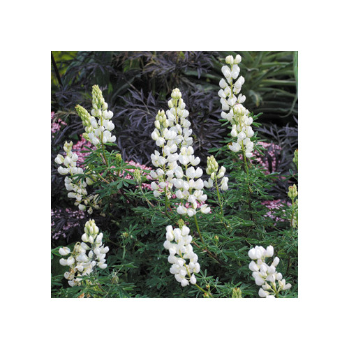 LUPINUS ARBOREUS SNOW QUEEN seed image