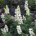 LUPINUS ARBOREUS SNOW QUEEN seed image