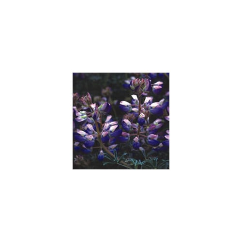LUPINUS CHAMISSONIS seed image