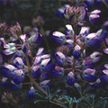 LUPINUS CHAMISSONIS seed image