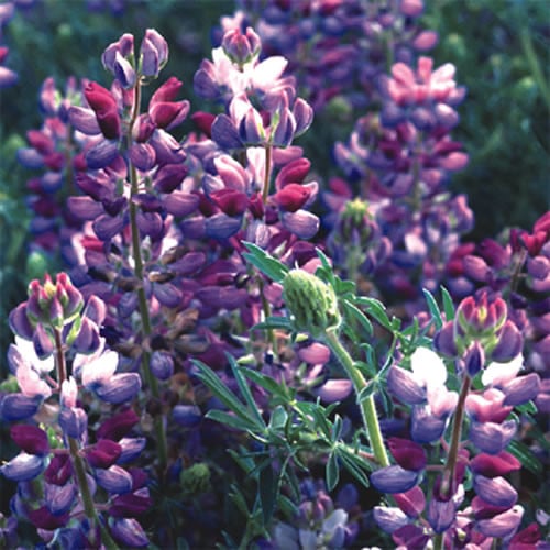 LUPINUS 'DUMPTY' seed image