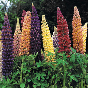 LUPINUS RUSSELL MIXTURE seed image