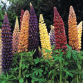 LUPINUS RUSSELL MIXTURE seed image