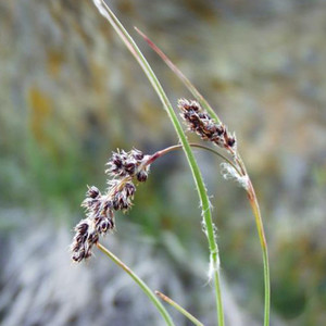 LUZULA SPICATA seed image