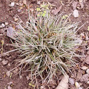 LUZULA ULOPHYLLA seed image