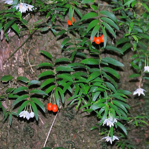 LUZURIAGA RADICANS seed image
