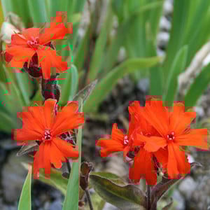 LYCHNIS ARKWRIGHTII seed image
