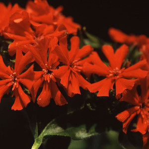 LYCHNIS CHALCEDONICA seed image