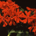 LYCHNIS CHALCEDONICA seed image