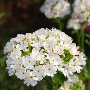 LYCHNIS CHALCEDONICA ALBA seed image
