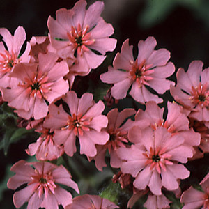 LYCHNIS CHALCEDONICA 'PINKIE' seed image