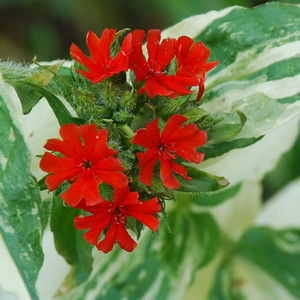LYCHNIS CHALCEDONICA 'THE FLASHER' seed image